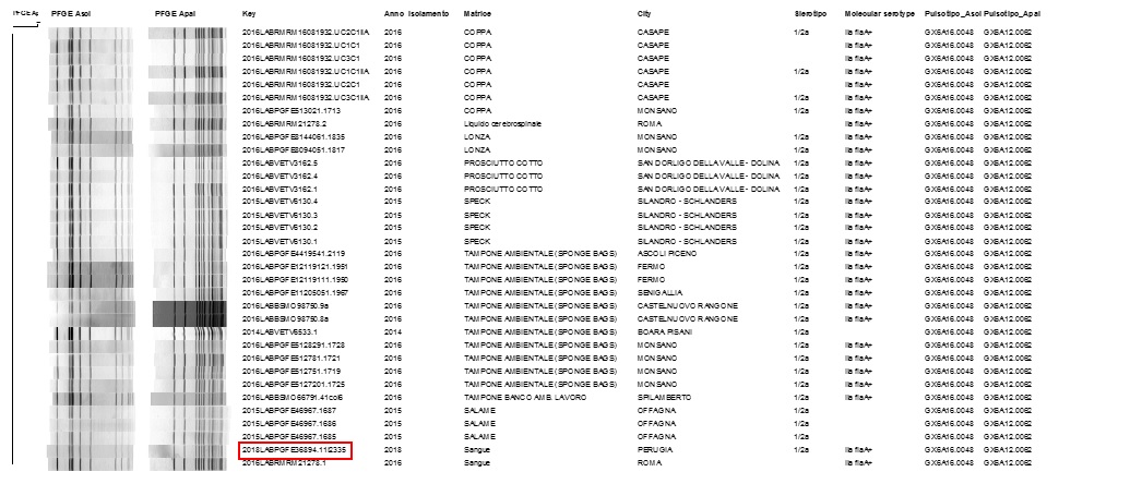 Figura 6. Consultazione del database nazionale LNR: profilo PFGE combinato ApaI /AscI GX6A12.0062/GX6A16.0048: ceppo, anno e matrice di isolamento, luogo di prelievo del campione, sierotipo e sierogruppo. Il ceppo clinico oggetto della relazione è evidenziato in rosso